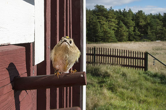 Hippiäinen talon seinustalla